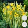 3x Iris 'Pseudacorus' – Gele Lis – Zone 2-3 – ⌀9cm - ↕20-30cm -GroenThuis Voordeel 1000010535