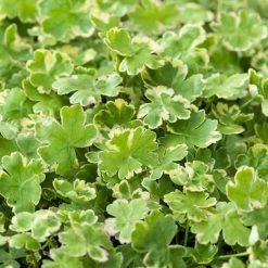 Hydrocotyle Variegata – Bonte Waternavel – ⌀11cm - ↕15-25 Cm -GroenThuis Voordeel 1000010541 0103