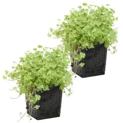 2x Hydrocotyle Variegata – Bonte Waternavel – ⌀11cm - ↕15-25 Cm