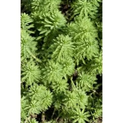 2x Myriophyllum 'Red Stem' – Vederkruid – ⌀11 Cm - ↕15-25 Cm