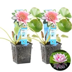 2x Nymphaea 'Attraction' – Waterlelie – ⌀11 Cm - ↕25-35 Cm