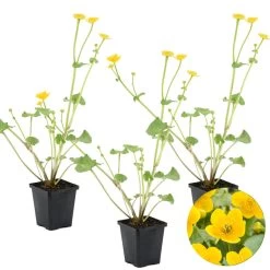 3x Caltha Palustris β Dotterbloem β β09cm - β15-25 Cm