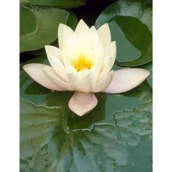 2x Nymphaea 'Marliacea Albida' – Waterlelie – ⌀11 Cm - ↕25-35 Cm -GroenThuis Voordeel 1000010565 0102