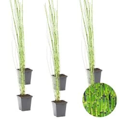 6x Equisetum Japonicum – Japanse Holpijp – ⌀9 Cm - ↕20-30 Cm