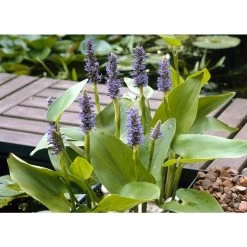 Snoekkruid - Pontederia 'Cordata' 6x - Vijverplant ⌀9 Cm - ↕15 Cm -GroenThuis Voordeel 1000010568 0101