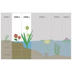 Snoekkruid - Pontederia 'Cordata' 6x - Vijverplant ⌀9 Cm - ↕15 Cm -GroenThuis Voordeel 1000010568 0103