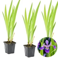 3x Iris 'Versicolor' – Wilde Iris – ⌀9 Cm - ↕20-30 Cm