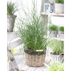 Juncus Spiralis – Kurkentrekkersgras – ⌀09cm - ↕30-40 Cm -GroenThuis Voordeel 1000010574 0102