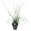 Juncus Spiralis – Kurkentrekkersgras – ⌀09cm - ↕30-40 Cm -GroenThuis Voordeel 1000010574