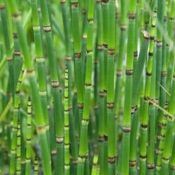 3x Equisetum Japonicum – Japanse Holpijp – ⌀9 Cm - ↕20-30 Cm -GroenThuis Voordeel 1000010575 0102
