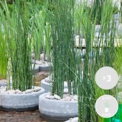 3x Equisetum Japonicum β Japanse Holpijp β β9 Cm - β20-30 Cm