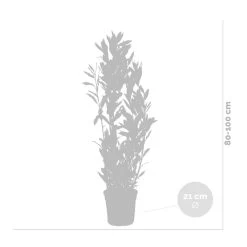2x Laurus Nobilis - Keukenlaurier - ⌀21 Cm - ↕80-100 Cm -GroenThuis Voordeel 1000010577 0102