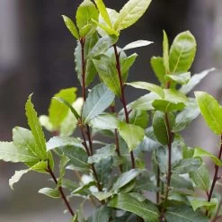 2x Laurus Nobilis - Keukenlaurier - ⌀21 Cm - ↕80-100 Cm -GroenThuis Voordeel 1000010577 0103