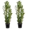 2x Laurus Nobilis - Keukenlaurier - ⌀21 Cm - ↕80-100 Cm -GroenThuis Voordeel 1000010577
