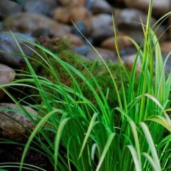 3x Acorus Calamus – Kalmoes – ⌀09cm - ↕10-20 Cm -GroenThuis Voordeel 1000010578 0103