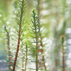 2x Hippuris Vulgaris – Lidsteng – ⌀11cm - ↕15-25 Cm -GroenThuis Voordeel 1000010580 0103