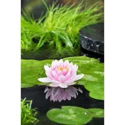 Nymphaea 'M'd Wilfron Gonnere' – Waterlelie – ⌀11 Cm - ↕25-35 Cm -GroenThuis Voordeel 1000010599 0102