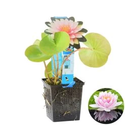 Nymphaea 'M'd Wilfron Gonnere' – Waterlelie – ⌀11 Cm - ↕25-35 Cm