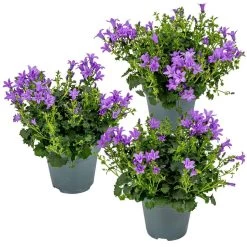3x Campanula Ambella Intense Purple - β10,5 Cm-β15-20 Cm