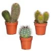 3x Cactus Mix – Succulent – Onderhoudsvriendelijk - ⌀8,5 Cm –↕10-15 Cm 2 3x Cactus Mix – Succulent – Onderhoudsvriendelijk - ⌀8,5 Cm –↕10-15 Cm -GroenThuis Voordeel 1000010739