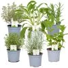 6x Biologische Tuinkruiden Mix - Tuinplanten Mix – ⌀9 Cm - ↕10-15 Cm -GroenThuis Voordeel 1000011931