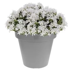 GroenThuis Voordeel 19 GroenThuis Voordeel -GroenThuis Voordeel 1000013312 0101