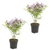 2x Syringa 'Bloomerang Dark Purple' - Buitenplant ⌀13 Cm - ↕25-30 Cm -GroenThuis Voordeel 1000013926