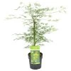 Acer Palmatum 'Emerald Lace' – Japanse Esdoorn – ⌀19 Cm - ↕60-70 Cm -GroenThuis Voordeel 1000013945