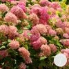 Hydrangea Arborescens 'Pink Annabelle' - Hortensia -⌀19 Cm - ↕40-50 Cm -GroenThuis Voordeel 1000013950