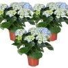 3x Hydrangea Macrophylla 'Early Blue'– Hortensia – ⌀14 Cm - ↕30-40 Cm -GroenThuis Voordeel 1000013952
