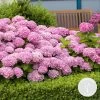 Hydrangea Macrophylla 'Early Rosa' – Hortensia – ⌀14 Cm - ↕30-40 Cm -GroenThuis Voordeel 1000013959