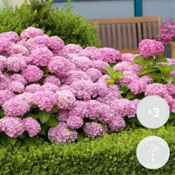 3x Hydrangea Macrophylla 'Early Rosa' β Hortensia β β14 Cm - β30-40 Cm