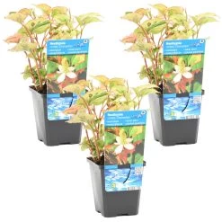 3x Doku -Dami - Houttuynia 'Kameleon' β 9 Cm - β 10-20 Cm