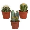 3x Bolcactus Mix - P8.5H15 -GroenThuis Voordeel 1000018773