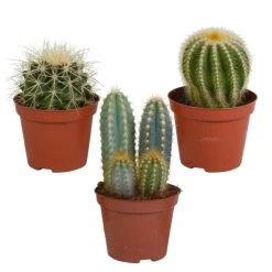 3x Bolcactus Mix - P8.5H15