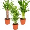 3x Tropische Palmen Mix – Onderhoudsvriendelijk - ⌀12 Cm - ↕20-45 Cm