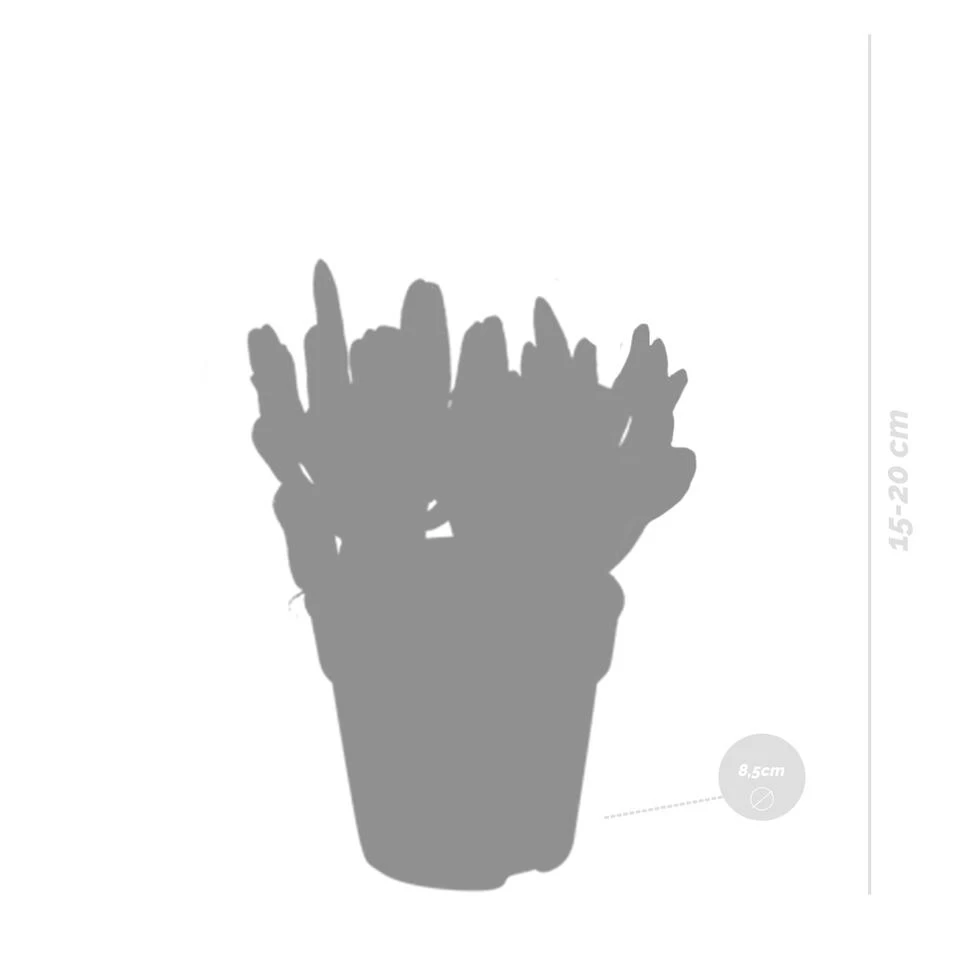 3x Crassula Mix - P8.5H15 4 3x Crassula Mix - P8.5H15 - Afbeelding 2