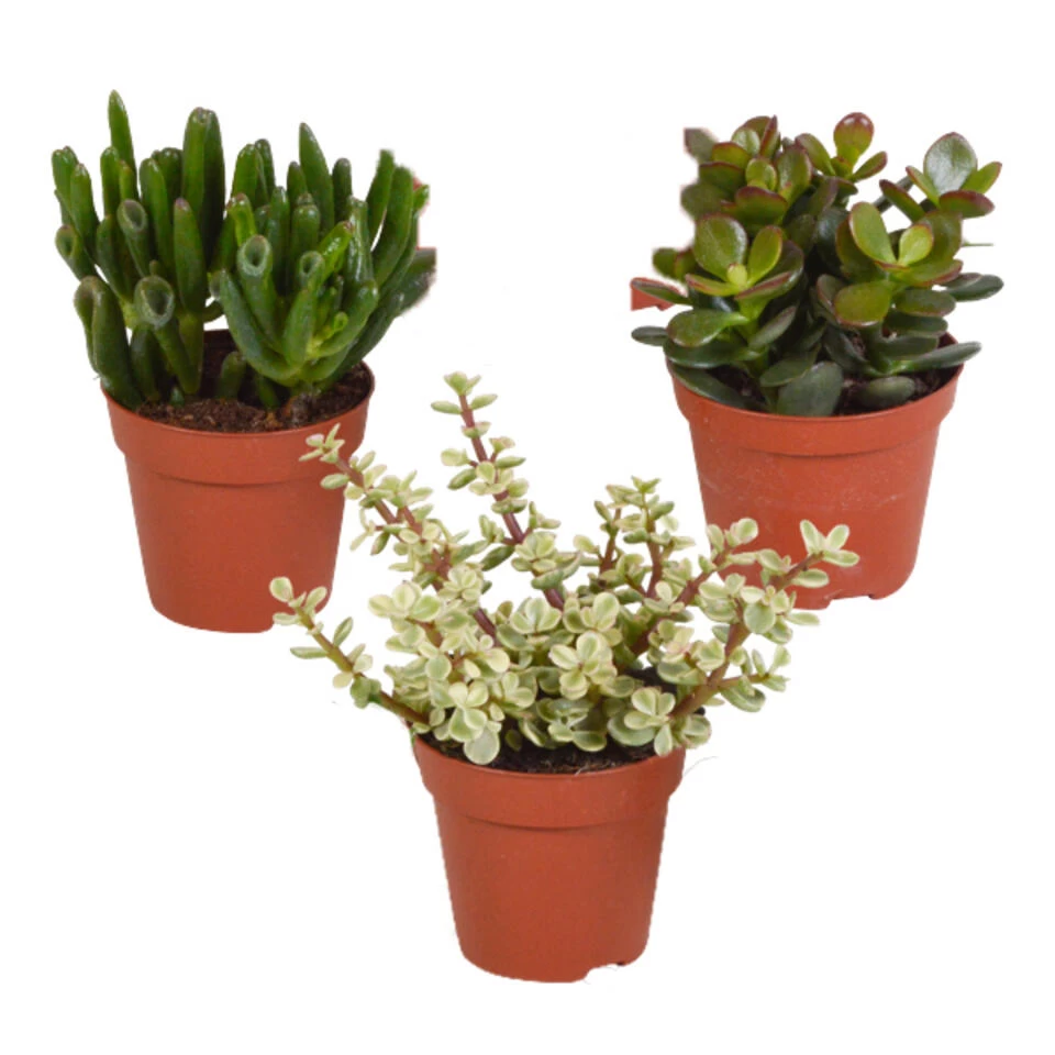 3x Crassula Mix - P8.5H15 3 3x Crassula Mix - P8.5H15