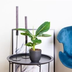 3x Musa Oriental Dwarf P12H25 -GroenThuis Voordeel 1000018778 0101