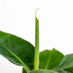 3x Musa Oriental Dwarf P12H25 -GroenThuis Voordeel 1000018778 0102