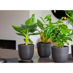 3x Musa Oriental Dwarf P12H25 -GroenThuis Voordeel 1000018778 0103