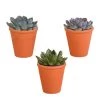 3x Echeveria Mix Terracotta Pot - P10.5H15 -GroenThuis Voordeel 1000018779