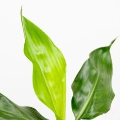 Strelitzia Reginae - Paradijsvogelplant - ⌀12 Cm - ↕30-40 Cm -GroenThuis Voordeel 1000018780 0102