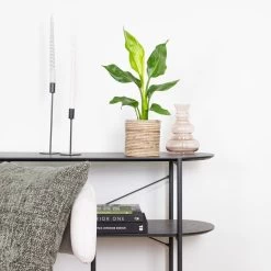 Strelitzia Reginae - Paradijsvogelplant - ⌀12 Cm - ↕30-40 Cm -GroenThuis Voordeel 1000018780 0103