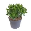 Crassula Minova - P17H30 1 Crassula Minova - P17H30 -GroenThuis Voordeel 1000018785