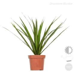 4x Dracaena Kamerplanten Mix - ⌀12 Cm - ↕25-35 -GroenThuis Voordeel 1000018786 0102