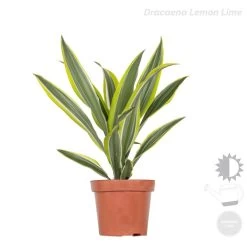 4x Dracaena Kamerplanten Mix - ⌀12 Cm - ↕25-35 -GroenThuis Voordeel 1000018786 0103