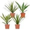 4x Dracaena Kamerplanten Mix - ⌀12 Cm - ↕25-35 -GroenThuis Voordeel 1000018786