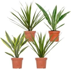 4x Dracaena Kamerplanten Mix - ⌀12 Cm - ↕25-35