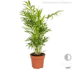 4x Tropische Kamerplanten Mix – Luchtzuiverend – ⌀12 Cm - ↕ 25-40 Cm -GroenThuis Voordeel 1000018796 0102